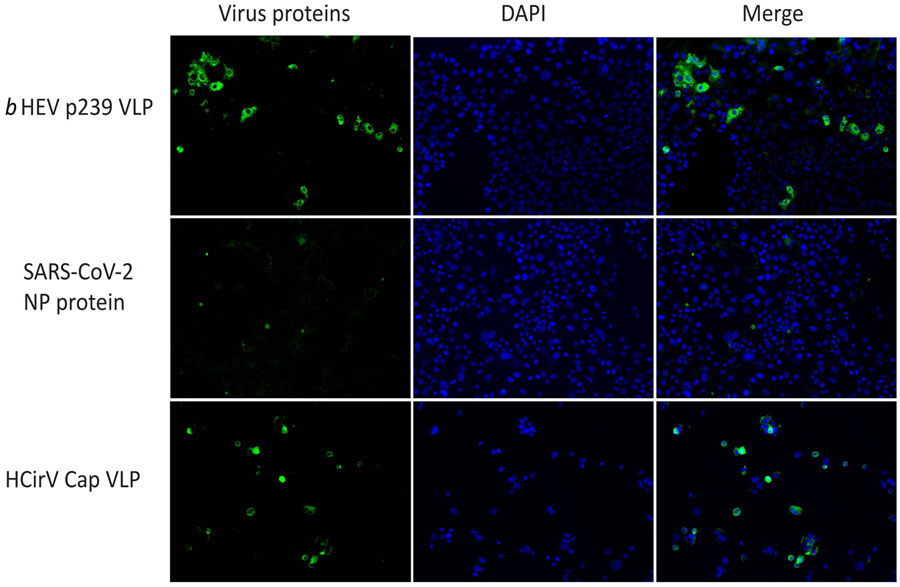 Cell-binding assay showing binding of HCirV VLPs to PLC/PRF/5 cells in study of HCirV in patients with hepatitis. HEV VLPs (bHEV p239) is included as a positive control; SARS-CoV-2 NP protein is included as a negative control. Nuclei are counterstained with DAPI. Cap, capsid; HCirV, human circovirus; HEV, hepatitis E virus; NP, nucleoprotein; VLP, virus-like particle.