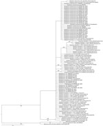 Bayesian tree based on 210-bp partial Hcp100 gene sequences obtained from 42 guano samples collected in the tunnels of the Camino de Hierro tourist route in study of molecular detection of Histoplasma, Spain. Representatives of the genus Blastomyces were used as outgroup. GenBank reference isolates are labeled by species name, specimen code, accession number, host or source (if known), and 3-letter country code. Bold text indicates sequences obtained in this study, labeled by taxon name, isolate code, accession number, and source bat species. Numbers above the branches correspond to Bayesian posterior probability and numbers below the branches to maximum-likelihood bootstrap values; values are shown if posterior probability is >0.90 and bootstrap value is  >75%. Scale bar indicates average number of substitutions per site.