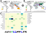 Geographic distribution of henipavirus hosts by country on the basis of henipavirus sequences in the National Center for Biotechnology Information Virus database (https://www.ncbi.nlm.nih.gov/labs/virus) as of December 11, 2023. A) Number of henipavirus sequences in each country. B) Henipavirus host diversity at country level, estimated by calculating the sum of animal genera per country. The habitat range of pteropodids is circled in blue and the shrew genus Crocidura in light green. C) Henipavirus host species for each animal genus across countries.