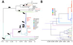 Time-calibrated phylogenetic trees showing the evolutionary divergence and spread of henipaviruses for sequences submitted to the National Center for Biotechnology Information Virus database (https://www.ncbi.nlm.nih.gov/labs/virus), 1980–2023. A) Ancestral host tree demonstrating divergence of hosts and countries of origin. Scale bar indicates relative number of substitution events per site per unit of time. B) Time-calibrated Bayesian phylogeny showing the divergence times for henipaviruses. The node bars indicate 95% HPD. The divergence between batborne and shrewborne henipaviruses occurred ≈11,000 (95% HPD 15,500–8,200) years ago. AngV, Angavokely virus; CedPV, Cedar virus; HeV, Hendra virus; HPD, highest posterior density; LayV, Langya virus; MojV, Mojiang virus, NiV, Nipah virus.