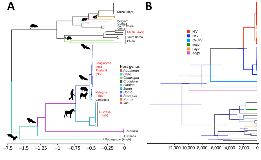 Time-calibrated phylogenetic trees showing the evolutionary divergence and spread of henipaviruses for sequences submitted to the National Center for Biotechnology Information Virus database (https://www.ncbi.nlm.nih.gov/labs/virus), 1980–2023. A) Ancestral host tree demonstrating divergence of hosts and countries of origin. Scale bar indicates relative number of substitution events per site per unit of time. B) Time-calibrated Bayesian phylogeny showing the divergence times for henipaviruses. The node bars indicate 95% HPD. The divergence between batborne and shrewborne henipaviruses occurred ≈11,000 (95% HPD 15,500–8,200) years ago. AngV, Angavokely virus; CedPV, Cedar virus; HeV, Hendra virus; HPD, highest posterior density; LayV, Langya virus; MojV, Mojiang virus, NiV, Nipah virus.