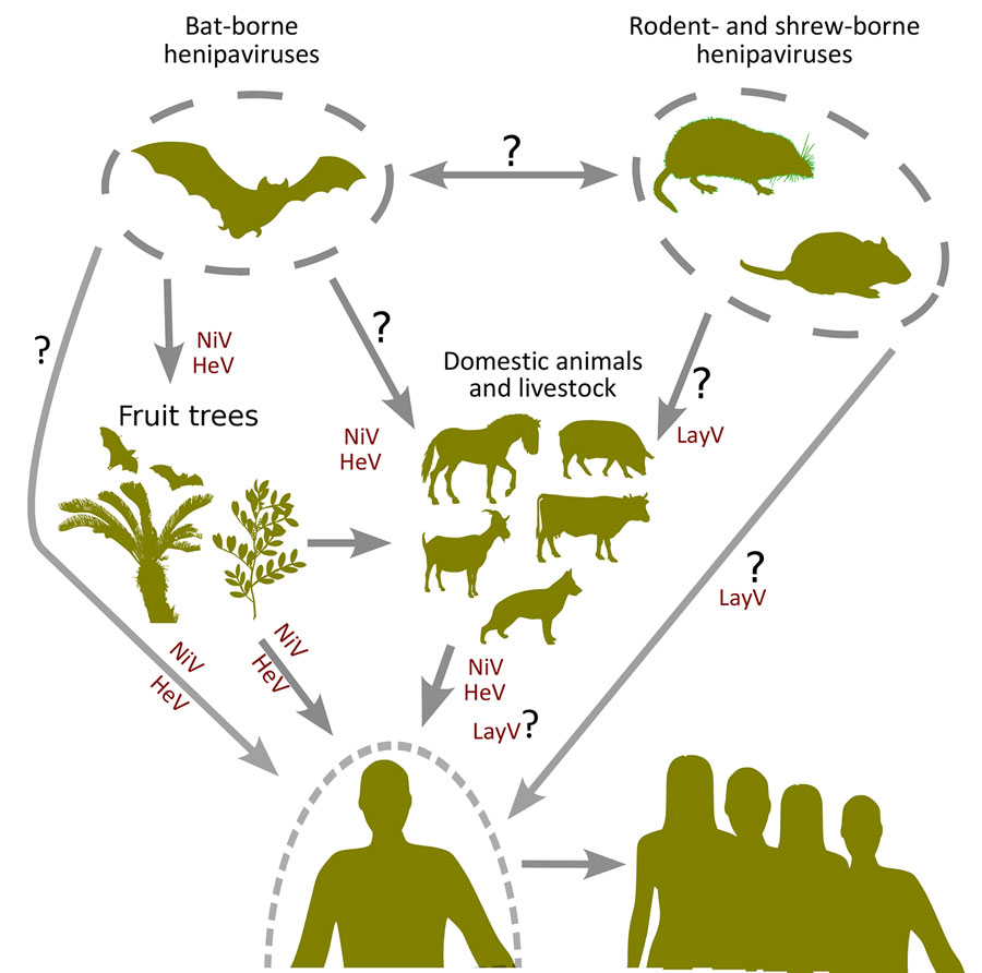 Flowchart showing the potential for host switching of henipaviruses and the routes for potential spillover events. The question marks indicate unconfirmed transmission routes. HeV, Hendra virus; LayV, Langya virus; NiV, Nipah virus.