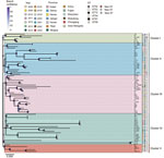 Phylogenetic analysis of Mycoplasma bovis in study of emergence of novel fluoroquinolone resistance mutations, China, 2008–2023. Maximum-likelihood tree shows 77 M. bovis isolates according to single-nucleotide polymorphisms identified by referencing the complete genome sequence of M. bovis strain HB0801. Name of isolate, year isolated, province, sequence type, and clustering are indicated. Scale bar indicates nucleotide substitutions per site.