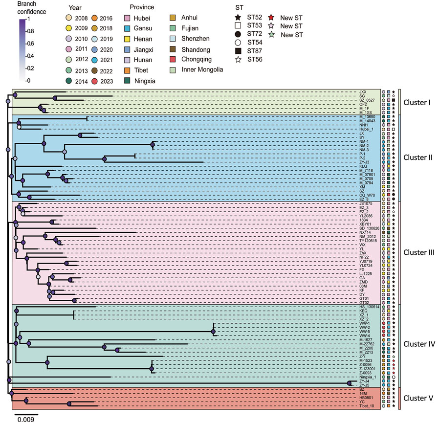 Phylogenetic analysis of Mycoplasma bovis in study of emergence of novel fluoroquinolone resistance mutations, China, 2008–2023. Maximum-likelihood tree shows 77 M. bovis isolates according to single-nucleotide polymorphisms identified by referencing the complete genome sequence of M. bovis strain HB0801. Name of isolate, year isolated, province, sequence type, and clustering are indicated. Scale bar indicates nucleotide substitutions per site.