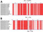Amino acid sequence alignments of quinolone resistance-determining regions of Mycoplasma bovis isolates from China, 2008–2023. Multiple alignments of conserved GyrA (A) and ParC (B) protein sequences for M. bovis ParC protein–ciprofloxacin complex are shown. Escherichia coli K12 and M. bovis PG45 strains were used as controls. Red arrows and black rectangular borders indicate amino acid mutation sites. 