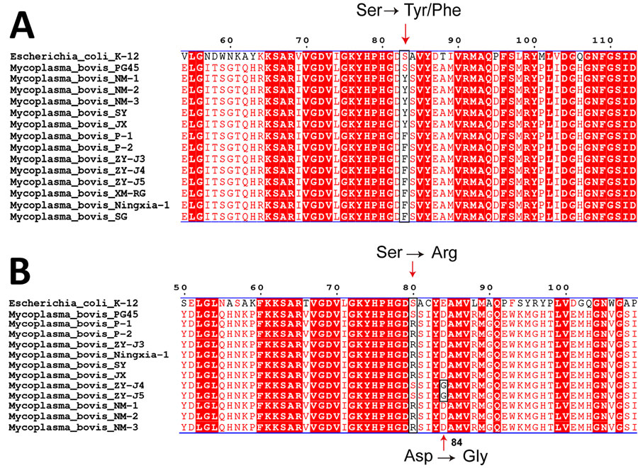 Amino acid sequence alignments of quinolone resistance-determining regions of Mycoplasma bovis isolates from China, 2008–2023. Multiple alignments of conserved GyrA (A) and ParC (B) protein sequences for M. bovis ParC protein–ciprofloxacin complex are shown. Escherichia coli K12 and M. bovis PG45 strains were used as controls. Red arrows and black rectangular borders indicate amino acid mutation sites.