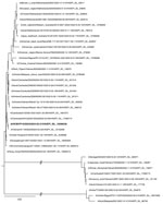 Phylogenetic tree of the hemagglutinin gene of human influenza A(H9N2) virus isolated in Vietnam (bold text) and reference sequences, constructed using the maximum-likelihood method and Tamura-Nei model. The bootstrap consensus tree inferred from 1,000 replicates represents the evolutionary history of the taxa analyzed. Branches corresponding to partitions reproduced in <50% bootstrap replicates are collapsed. We obtained initial trees for the heuristic search automatically by applying neighbor-joining and BioNJ algorithms to a matrix of pairwise distances estimated using the Tamura-Nei model and then selecting the topology with superior log likelihood value. This analysis involved 37 nt sequences; codon positions included were first + second + third + noncoding, for a total of 1,773 positions in the final dataset. Evolutionary analyses were conducted in MEGA 11 (https://www.megasoftware.net). Scale bar represents 0.8 nucleotide substitutions per site.