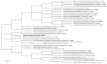 Phylogenetic tree of the neuraminidase gene of human influenza A(H9N2) virus isolated in Vietnam (bold text) and reference sequences, constructed using the maximum-likelihood method and Tamura-Nei model. The bootstrap consensus tree inferred from 1,000 replicates represents the evolutionary history of the taxa analyzed. Branches corresponding to partitions reproduced in <50% bootstrap replicates are collapsed. We obtained initial trees for the heuristic search automatically by applying neighbor-joining and BioNJ algorithms to a matrix of pairwise distances estimated using the Tamura-Nei model and then selecting the topology with superior log likelihood value. This analysis involved 37 nt sequences; codon positions included were first + second + third + noncoding, for a total of 1,524 positions in the final dataset. Evolutionary analyses were conducted in MEGA 11 (https://www.megasoftware.net). Scale bar represents 0.8 nucleotide substitutions per site.