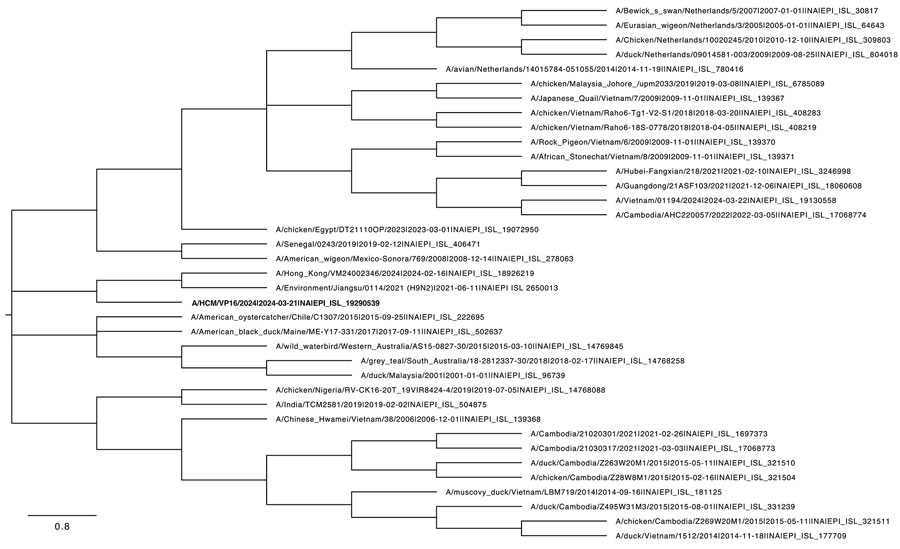 Phylogenetic tree of the neuraminidase gene of human influenza A(H9N2) virus isolated in Vietnam (bold text) and reference sequences, constructed using the maximum-likelihood method and Tamura-Nei model. The bootstrap consensus tree inferred from 1,000 replicates represents the evolutionary history of the taxa analyzed. Branches corresponding to partitions reproduced in <50% bootstrap replicates are collapsed. We obtained initial trees for the heuristic search automatically by applying neighbor-joining and BioNJ algorithms to a matrix of pairwise distances estimated using the Tamura-Nei model and then selecting the topology with superior log likelihood value. This analysis involved 37 nt sequences; codon positions included were first + second + third + noncoding, for a total of 1,524 positions in the final dataset. Evolutionary analyses were conducted in MEGA 11 (https://www.megasoftware.net). Scale bar represents 0.8 nucleotide substitutions per site.