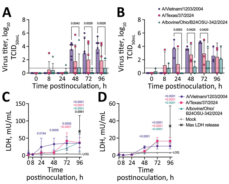 Virus replication and cytotoxicity in a comparison of contemporary and historic highly pathogenic avian influenza A(H5N1) virus replication in human lung organoids. A, B) Virus replication in ihLO (A) hLO (B). Cells were infected at a multiplicity of infection of 0.1 with 1 of the 3 indicated HPAI H5N1 virus isolates. Organoids were removed from Matrigel (Corning, https://www.corning.com) and incubated with virus for 1 hour at 37°C, after which virus was removed, organoids were washed, and replated in Matrigel. Culture supernatant samples were taken at 0, 8, 24, 48, 72, and 96 hours postinoculation and titered on Madin-Darby canine kidney cells. Titrations were read after 3 days by using a hemagglutination assay using turkey red blood cells. Dashed line indicates lower limit of detection; error bars denote means and SDs. p values <0.05 are indicated above bars. Of note, ihLOs and hLOs were derived from different donors. C,D) Cytotoxicity in ihLO (C) hLO (D). Culture supernatants from ihLOs (C) or hLOs (D) were collected and tested for release of lactate dehydrogenase into culture supernatant according to the LDH-Glo Cytotoxicity Assay protocol (Promega, https://www.promega.com) as an indicator of cell death. Results were converted to mU per mL LDH determined by the standard curve using a simple linear regression. Cells lysed with Triton X-100 (MilliporeSigma, https://www.sigmaaldrich.com) were included as maximum LDH release controls. Dashed line indicates lower limit of quantification. Error bars denote means and SDs of ihLO (n = 6 ) or hLO (n = 3) biologic replicates. Statistical analysis was conducted using 2-way analysis of variance followed by Tukey posttest. p values <0.05 are indicated and color coded by isolate. hLOs, adult stem cell–derived human lung organoids; HPAI, highly pathogenic avian influenza; ihLO, iPSC-derived human lung organoids; LDH, lactate dehydrogenase; iPSCs, induced pluripotent stem cells. 