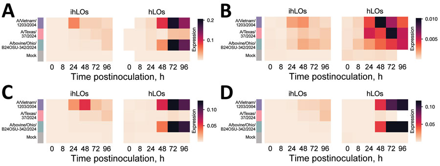 Induction of pro-inflammatory cytokines in a comparison of contemporary and historic highly pathogenic avian influenza A(H5N1) virus replication in human lung organoids. A) interferon β; B) tumor necrosis factor α; C) interleukin (IL) 6; D) IL-1β. iPSC-derived human lung organoids (ihLO) or adult-derived human lung organoids (hLO) were infected as described in Figure 1. We infected ihLO and hLO as described in Figure 1. We extracted RNA from 2.5 × 104 cells by using the QIAGEN RNeasy kit (QIAGEN, https://www.qiagen.com), following the tissue extraction instructions. We ran quantitative reverse transcription PCR by using primers (Integrated DNA Technologies, https://www.idtdna.com) to detect proinflammatory cytokines. Data were normalized to an internal control (ACTB), and expression was calculated using the 2–ΔCt method, due to limited detection of proinflammatory cytokines in mock-infected samples. White cells indicate samples where PCR amplification was not detected. Mean expression for 6 ihLO and 3 hLO biologic replicates is shown. hLOs, adult stem cell–derived human lung organoids; ihLO, iPSC-derived human lung organoids; iPSCs, induced pluripotent stem cells.