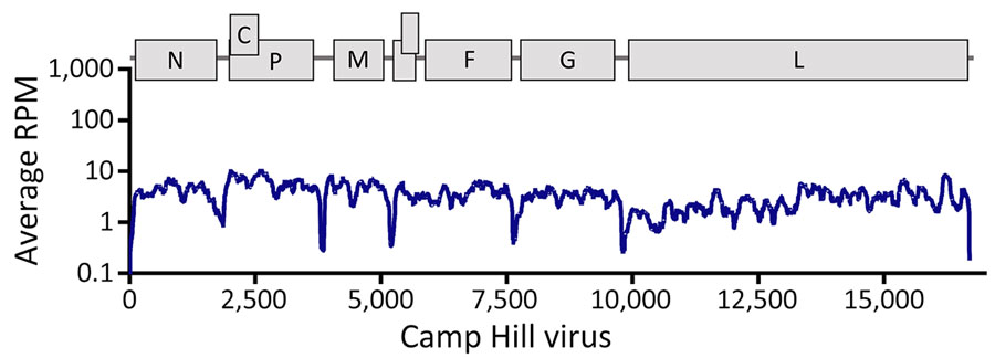 Genome organization and coverage of Camp Hill virus identified in Blarina brevicauda shrews from Alabama, USA. Coverage shows subgenomic expression (in RPM) of henipavirus genes (shown across top). RPM, reads per million.