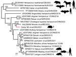 Phylogenetic placement of Camp Hill virus (red) within the Henipavirus genus identified in Blarina brevicauda shrews from Alabama, USA. GenBank accession numbers are provided for reference sequences. Maximum-likelihood phylogeny is midpoint rooted. Scale bar indicates amino acid substitutions per position.