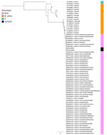 Phylogenetic analysis of HAdV complete sequences from patient isolates in study of acute encephalopathy associated with human adenovirus type 14 infection in 7-year-old girl, Japan, and reference sequences. The most recent reference strain was from the United States in 2019. The tree was created by IQ-TREE (9) using the maximum composite-likelihood methods with 1,000 bootstrap replicates. GenBank accession numbers are provided for reference sequences. Scale bar indicates number of substitutions per site.