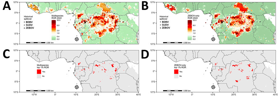 RORs for spillover from predictive model for estimating annual Ebolavirus spillover potential. A, B) RORs for spillover in 2022 in the multispecies (A) and ZEBOV-only (B) models. C, D) Top 1% RORs (1-km2 grid cells) in multispecies (C) and ZEBOV-only (D) models. Multispecies model combined BDBV, SUDV, and ZEBOV. RORs were calculated by using the estimated odds of Ebolavirus spillover divided by the average estimate across the entire study area. BDBV, Bundibugyo ebolavirus; ROR, relative odds ratio; SUDV, Sudan ebolavirus; ZEBOV, Zaire ebolavirus.