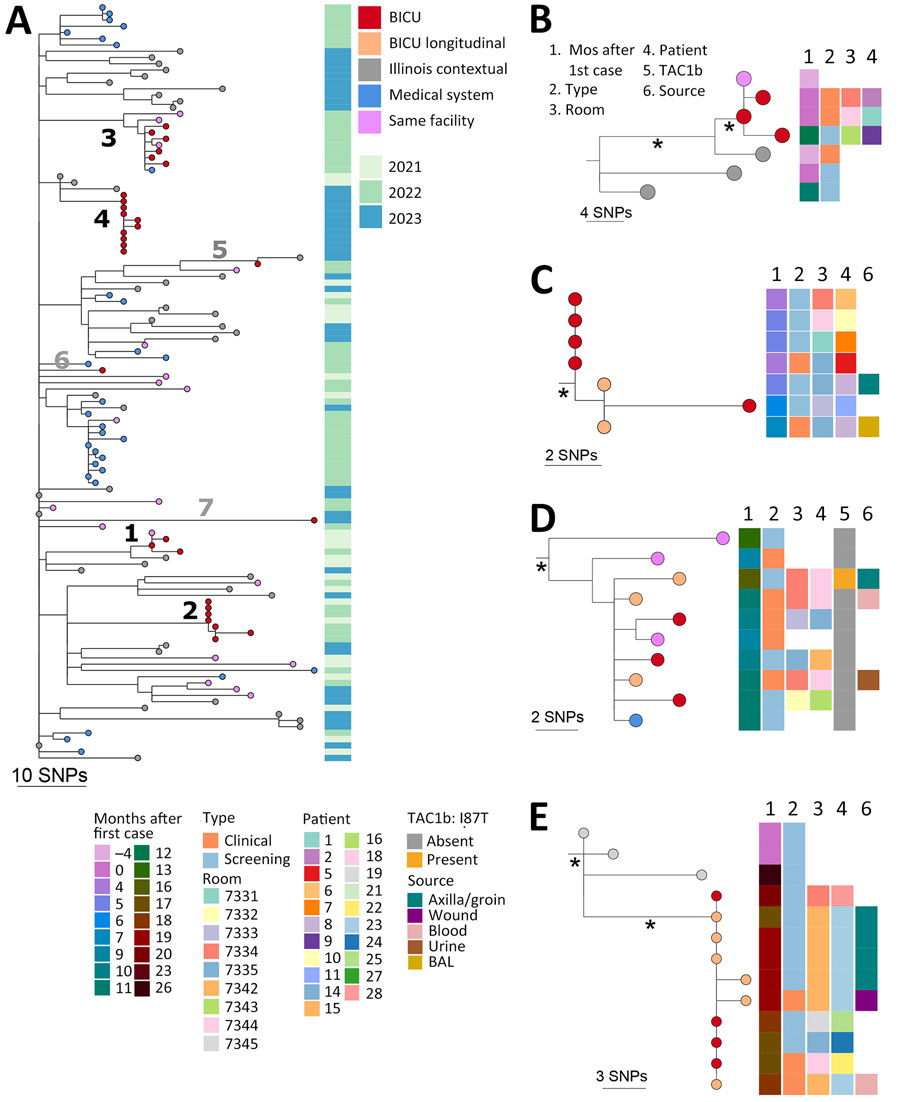 Genomic analysis of outbreak and contemporaneous contextual Candida auris isolates in outbreak of C. auris in BICU, Illinois, USA, 2021–2023. A) Neighbor-joining SNP-based phylogenetic tree of sequences from BICU isolates, isolates collected from the same facility or another facility within the medical system, and publicly available Illinois sequences collected in 2021–2023. Facility source for 31 of 43 Illinois contextual sequences was confirmed as not within the BICU medical system. The facility source of the remaining 12 isolate sequences was not known. Branch lengths are SNP distances. Isolate collection year is indicated in metadata column to the right. Numbers 1–4 indicate branches leading to BICU clusters; numbers 5–7 indicate branches leading to BICU isolates that do not cluster with others. B–E) Subtrees from BICU cluster 1 (B), cluster 2 (C), cluster 3 (D), and cluster 4 (E). Relevant isolate and patient metadata are indicated in the columns to the right of tree tips; key at bottom shows metadata coding for panels B–E. Orange tips indicate isolates collected from the same person. Isolate collection date is shown as months after the first BICU case. Asterisks (*) indicate branches with >95% bootstrap support. Scale bars indicate SNPs. BICU, burn intensive care unit; SNP, single-nucleotide polymorphism.