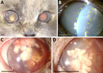 Clinical course of bilateral endogenous endophthalmitis in 5-year-old female Birman cat evaluated by slit-lamp biomicroscopic examination, Madrid, Spain. A) Digital photograph of both eyes demonstrating bilateral uveitis at 5.5 months after initial visit to clinic. B) Slit-lamp biomicroscopic image (original magnification ×10) of the left eye, demonstrating a marked flare (yellow arrows) at 6.5 months after initial clinical signs. C, D) At 16.5 months, the right eye (C) (original magnification ×10) and left eye (D) (original magnification ×16) were imaged by slit-lamp biomicroscopic examination, revealing corneal endothelial macrodeposits of undefined origin, presumed to be the result of Prototheca spp. invasion. Scale bars indicate 5 mm.