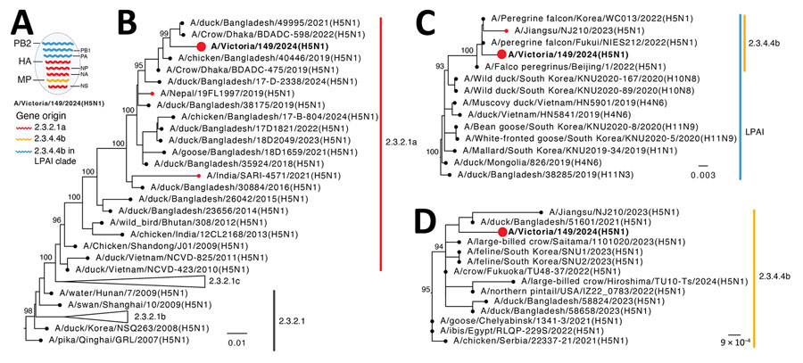 Evolutionary origins of isolate A/Victoria/149/2024(H5N1) (red circles and bold text) in study of influenza A(H5N1) virus clade 2.3.2.1a in traveler returning to Australia from India, 2024. A) Reassortant origins of A/Victoria/149/2024 based on analysis of each segment; detailed phylogenies for all segments are provided in Appendix Figure 1). B–D) Maximum-likelihood trees for HA (B), PB2 (C), and M (D) genes with a sample of BLAST-matched sequences (https://blast.ncbi.nlm.nih.gov). Bootstrap values >90% for key nodes are shown. Scale bars indicate number of nucleotide substitutions per site for each gene. HA, hemagglutinin; LPAI, low pathogenicity avian influenza; M, matrix protein; NP, nucleoprotein; NS, nonstructural; PA, polymerase acidic; PB1, polymerase basic 1; PB2, polymerase basic 2. 