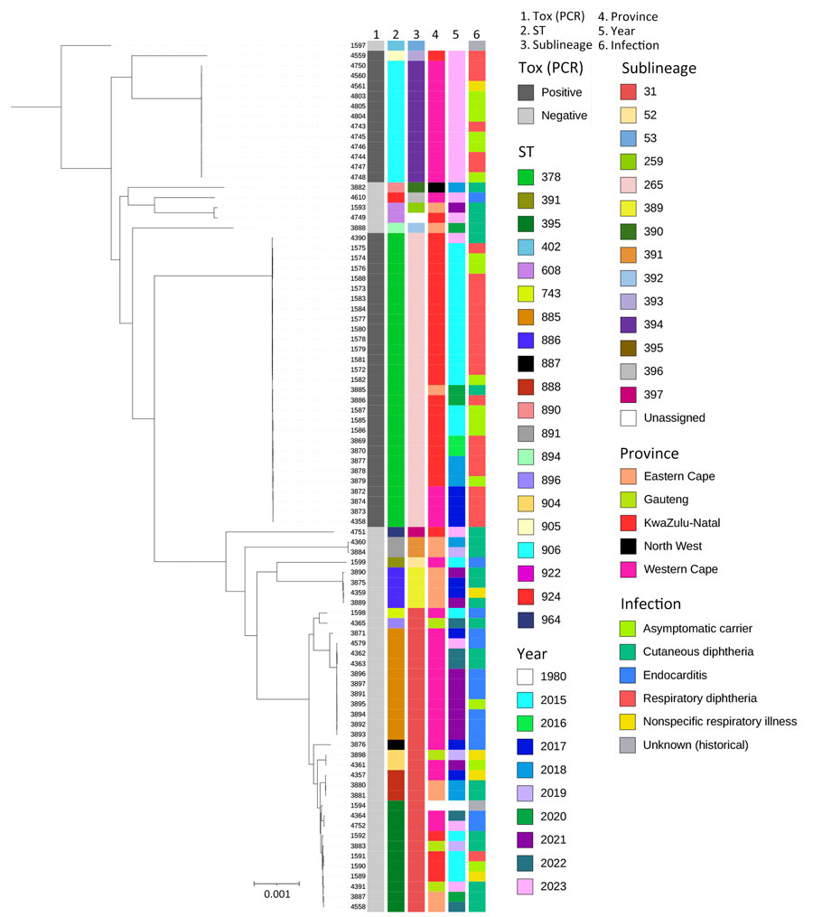 Phylogenetic analysis of Corynebacterium diphtheriae isolates, South Africa, 2015–2023. Total number of isolates was 84 from 83 patients. Isolate identification numbers are listed on the right side of the colored bars. Colored columns indicate presence/absence of the tox gene, sequence type, sublineage, location of isolate, year isolate was collected, and clinical infection type. Neighbor-joining tree was generated by using the core genome multilocus sequence typing scheme in the Insitut Pasteur Bacterial Isolate Genome Sequence C. diphtheriae database (https://bigsdb.pasteur.fr/diphtheria). Tree was visualized by using iTOL (https://itol.embl.de) and rooted by using a tox gene–negative C. diphtheriae genome (no. 1597 at top) isolated from South Africa circa 1980 (clinical isolate with no available clinical or demographic data). Scale bar indicates nucleotide substitutions per site. ST, sequence type.