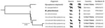 Phylogram of Mycoplasma species described in a case of Mycoplasma phocimorsus in woman with tendinous panaritium after cat scratch, Denmark. Bold text indicates species from this study. GenBank accession numbers are provided. Scale bar indicates number of nucleotide substitutions per site. ID, identification number.