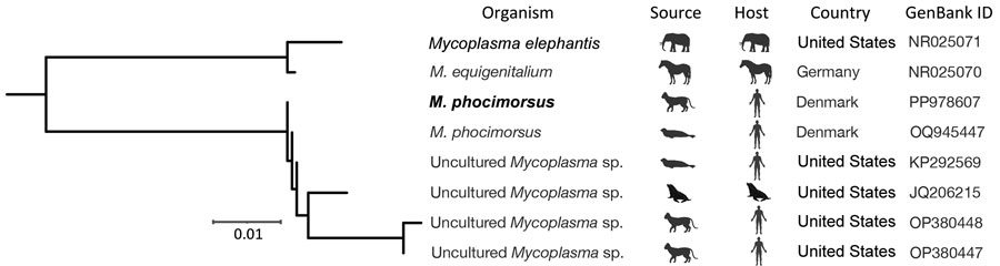 Phylogram of Mycoplasma species described in a case of Mycoplasma phocimorsus in woman with tendinous panaritium after cat scratch, Denmark. Bold text indicates species from this study. GenBank accession numbers are provided. Scale bar indicates number of nucleotide substitutions per site. ID, identification number.