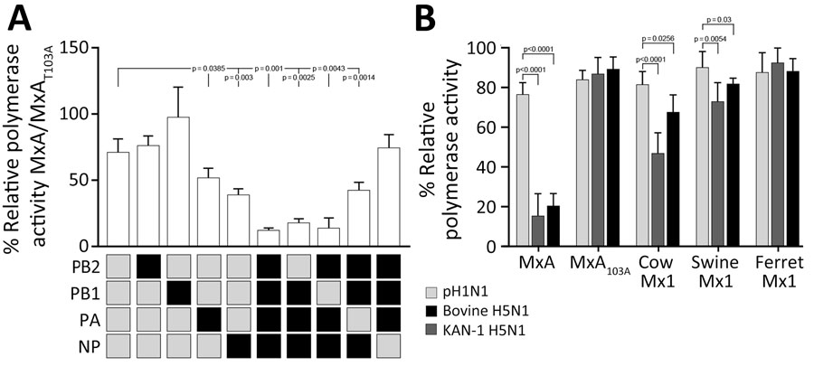 In vitro testing of bovine influenza A(H5N1) restriction through replacement of individual viral polymerase complex components from a human-adapted MxA-resistant strain. A) HEK293T cells were transfected with expression plasmids encoding the indicated pH1N1 or bovine H5N1 polymerase subunits PB2, PB1, PA, and NP together with expression plasmids encoding antivirally active MxA or the inactive MxAT103A variant. After 24 hours, we determined the relative polymerase activity as the ratio of MxA to MxAT103A. Data are mean ± SD of n = 4 independent experiments. B) HEK293T cells were transfected with expression plasmids encoding the pH1N1, KAN-1 H5N1, or bovine H5N1 polymerase subunits PB2, PB1, and PA together with the respective NP. After 24 hours, we determined the polymerase activity in presence of the indicated MxA/Mx1 variant, normalized to a transfection control, and calculated relative to the empty vector control. Data are mean ± SD of n = 4 independent experiments. We used 2-tailed t-tests for statistical analysis. MxA, human myxovirus resistance protein 1; NP, nucleoprotein; PA, polymerase; PB, polymerase basic; pH1N1, pandemic H1N1.