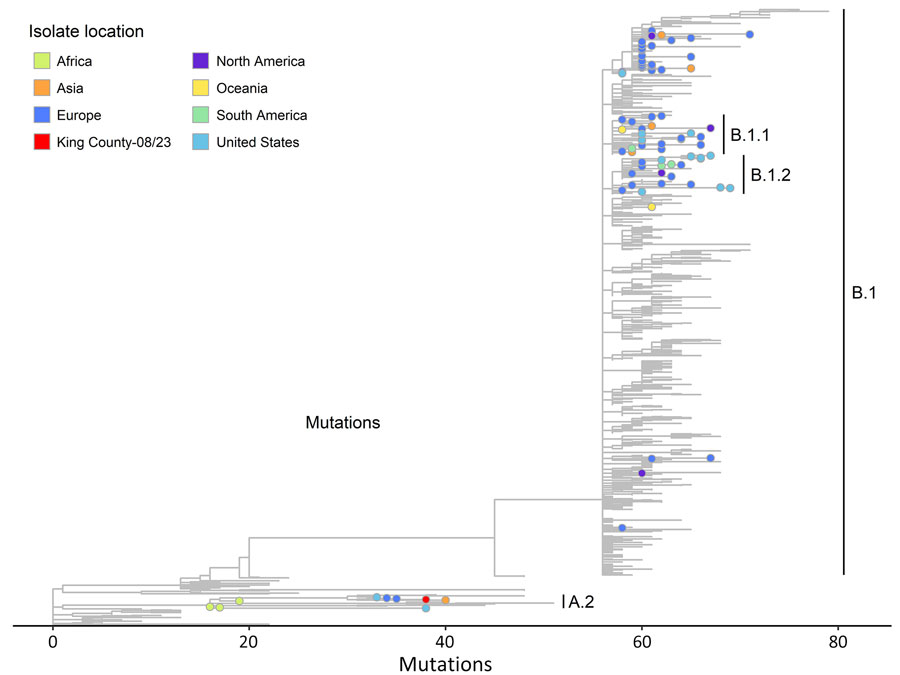 Phylogenetic reference tree of clade IIb monkeypox virus sequences as of October 2023 from study of real-time use of mpox genomic surveillance, King County, Washington, USA, 2022–2024. The tree shows the viral strain of sublineage A.2.1 identified from a King County, Washington, resident in August 2023 (in red) is highly diverged from the B.1 lineage. Colors correspond to the location of the case from which a viral isolate was sampled and are either a region, the United States, or King County, Washington, for the specific isolate of interest in this case report. Phylogenetic tree generated in NextClade (https://clades.nextstrain.org) as the global reference tree for monkeypox viruses in clade IIb. The reference sequence used in the tree is the clade IIb National Center for Biotechnology Information reference sequence NC_063383.1. Additional annotation added using Auspice version 2.49.0 (https://github.com/nextstrain/auspice.us).