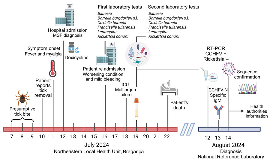 Timeline for fatal case of Crimean-Congo hemorrhagic fever, Portugal, 2024. Created using BioRender.com. CCHFV, Crimean-Congo hemorrhagic fever virus; ICU, intensive care unit; MSF, Mediterranean spotted fever; N, nucleoprotein; s.l., sensu lato; +, positive; –, negative. 