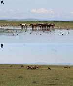 Typical ecosystems of sampling sites for study of influenza A(H5N1) spillover infections in horses, Mongolia. A) Arkangai Province, characterized by large wetlands. B) Bulgan Province, characterized by dry areas.