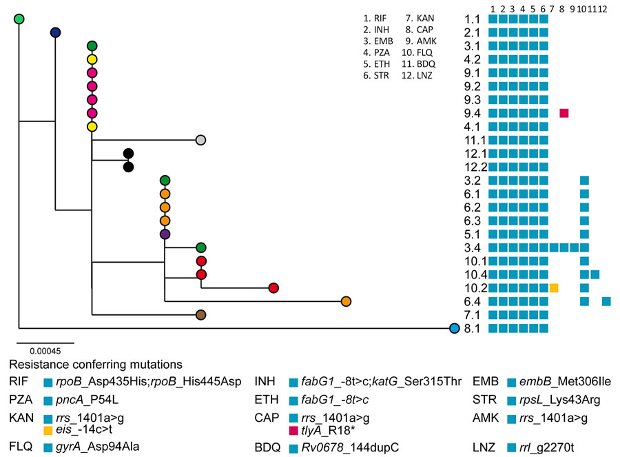 Maximum-likelihood phylogenetic tree of the 24 isolates from the MDR Mycobacterium tuberculosis outbreak strain Ch, Chaco, Argentina, 2006–2022, analyzed by whole-genome sequencing. Each patient is represented by a colored dot. Labels indicate the patient and isolate identification numbers. Blocks indicate the resistance-conferring mutations detected in each isolate, as indicated below the tree. Scale bar indicates number of substitutions per variable site. MDR, multidrug-resistant.