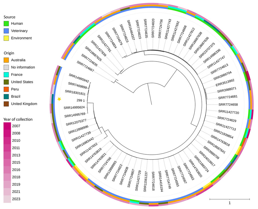 Phylogenetic analysis through a phylogenetic tree of Escherichia coli sequence type (ST) 131 isolated from different origins. The tree is rooted at the midpoint and generated to compare the studied strain with public genomes available in EnteroBase (https://enterobase.warwick.ac.uk), connecting 63 strains of ST131 E. coli. The subtypes from the database are subdivided into the avian and uropathogenic extraintestinal pathogenic E. coli pathotypes, along with their origin and the continent where they were isolated and described. The tree shows closely related strains from veterinary origins in South America and Oceania. Strain 299 from this study forms a monophyletic group with 5 sequences from GenBank (accession nos. SRR14995924, SRR7469899, SRR18301811, SRR14995624, and SRRR144995769). This group is related to 3 uropathogenic E. coli. strains of human origin in Europe (GenBank accession nos. SRR11427839, SRR11427652 and SRR11427791). 