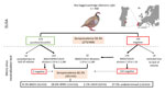 Diagnostic protocol and geographic location of sampling in study of dynamics of BAGV, WNV, and USUV in red-legged partridges, Portugal, 2018–2022. Diagnostic protocol was used to quantify the seroprevalence of WNV and WNV cross-reacting antibodies by ELISA and specific seroprevalence for BAGV, WNV, USUV, and undetermined orthoflaviviruses by virus neutralization test. Inset map shows location of Portugal in Europe (red shading) and location of red-legged partridge population sampled in this study (red location pin). BAGV, Bagaza virus; USUV, Usutu virus; WNV, West Nile virus.