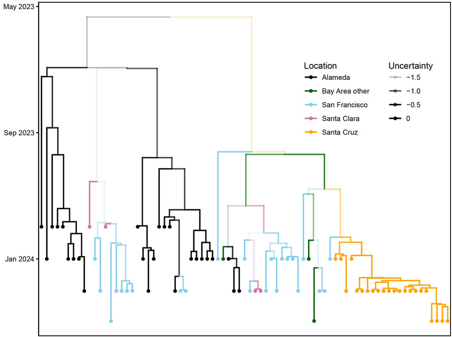 Phylogenetic tree of Shigella sonnei outbreak isolates in the San Francisco Bay, California, USA, area with spatiotemporal metadata and tree uncertainty, 2023–2024. Branches are colored according to location. The opacity of the branches is equal to the uncertainty of the placement of each branch. Phylodynamic methods are incorporated into phylogenetic trees with time and location.