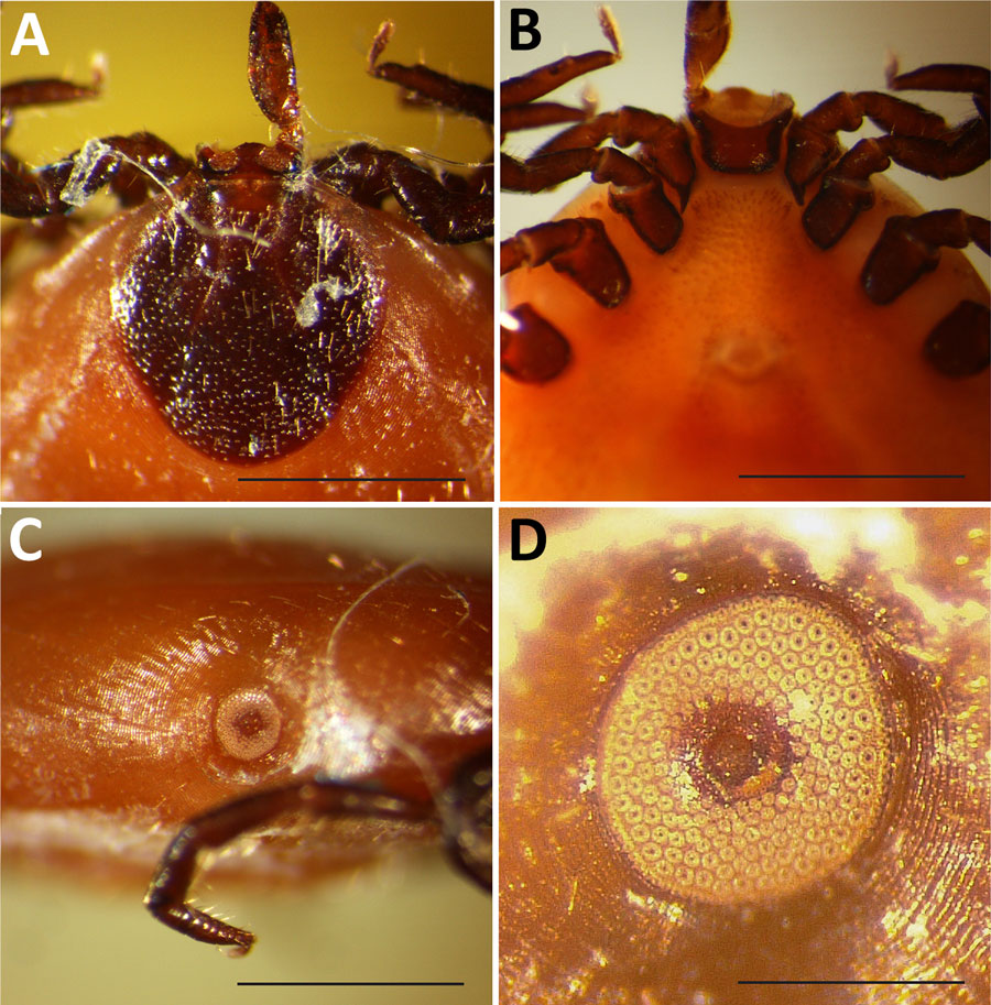 Partially engorged female Ixodes scapularis tick from Dawson County, Montana, USA, 2023. Tick was found on a dog, and key characteristics were used for identification. A) Dorsal view of capitulum showing shape of scutum and palp, basis capituli, and porose areas. Scale bar = 1 mm. B) Ventral view of capitulum showing shape and length of internal spurs on coxae I. Scale bar = 1 mm. C) Right lateral view of idiosoma showing spiracular plate. Scale bar = 1 mm. D) Enlargement of spiracular plate showing number and size of the goblet cells. Scale bar = 0.25 mm. 