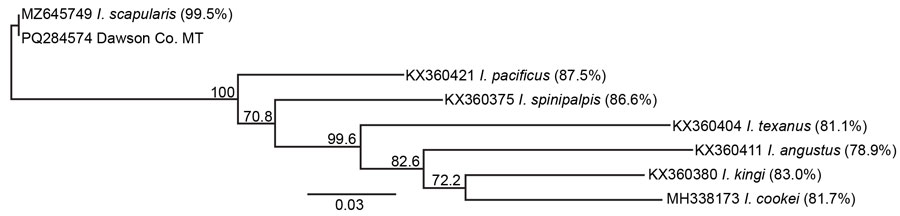 Phylogenetic analysis of Ixodes scapularis tick parasitizing dog in Dawson County, Montana, USA, 2023. Phylogram of cytochrome oxidase C subunit I (coxI) sequences showing near identity of the Dawson County tick with I. scapularis. We used RAxML (https://github.com/amkozlov/raxml-ng) to generate an unrooted maximum-likelihood phylogeny of 583-bp coxI sequences with 500 bootstrap replicates. Genbank accession numbers for each sequence precede the species name. Branch labels indicate the percentage of bootstrap replicates supporting a given branch. Percentages of uncorrected pairwise identity to the Dawson County, Montana, specimen are indicated in parentheses. With the exceptions of I. cookei and I. pacificus, the other Ixodes spp. ticks in this tree are indigenous to Montana. Scale bar indicates nucleotide substitutions per site.