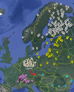 Map of the distribution of Dibothriocephalus latus in Europe according to Králová-Hromadová et al. (4). Diphyllobothriasis-endemic areas in Europe are identified by different colors: white indicates Fennoscandia, yellow indicates Baltic region, purple indicates Alpine lake region, and turquoise indicates Danube region. Red arrow indicates the newly reported case from the Czech Republic.