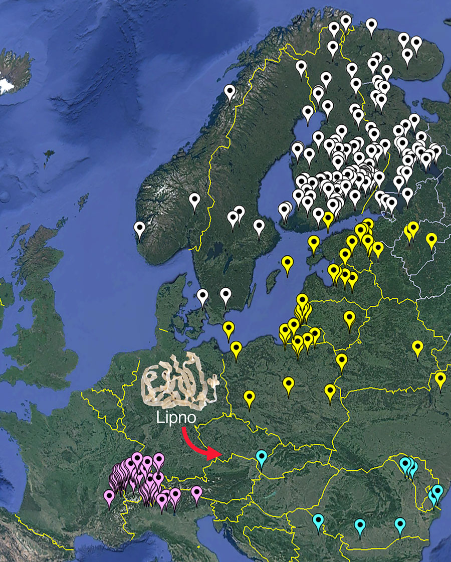 Map of the distribution of Dibothriocephalus latus in Europe according to Králová-Hromadová et al. (4) and Kuecha et al. (8). Diphyllobothriasis-endemic areas in Europe are identified by different colors: white indicates Fennoscandia, yellow indicates Baltic region, purple indicates Alpine lake region, and turquoise indicates Danube region. Red arrow indicates the newly reported case from the Czech Republic.