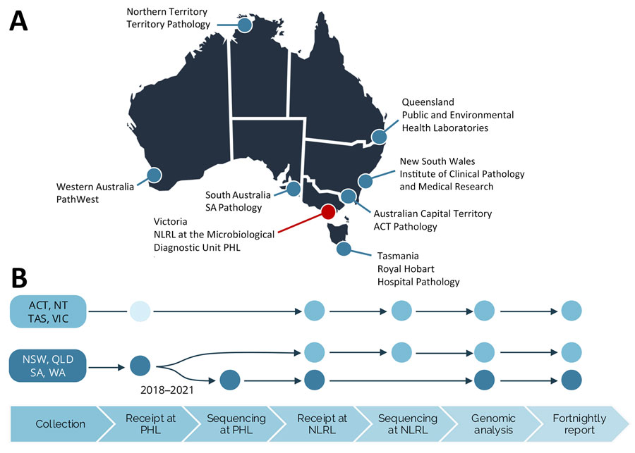 National decentralized sequencing system for Listeria monocytogenes genomic surveillance, Australia. A) Eight jurisdictional public health laboratories contributing to genomic surveillance. The NLRL is based at the Microbiological Diagnostic Unit (MDU) PHL in the state of Victoria. B) Overview of the steps in the national genomic surveillance system; dots indicate where sample processing occurs. The process is the same for human and nonhuman samples. For jurisdictions ACT, NT, TAS, and VIC, sequencing is performed by the NLRL at the Microbiological Diagnostic Unit PHL. The unfilled circle indicates that some samples are referred directly from the primary pathology laboratory to NLRL. For jurisdictions NSW, QLD, SA, and WA, the referral pathway transitioned during 2018–2021 from sequencing performed by the NLRL to jurisdictional sequencing and referral of sequences for genomic analysis. ACT, Australian Capital Territory; NLRL, National Listeria Reference Laboratory; NSW, New South Wales; NT, Northern Territory; PHL, public health laboratory; QLD, Queensland; SA, South Australia; TAS, Tasmania; VIC, Victoria; WA, Western Australia.