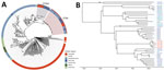 Phylogeny of Burkholderia pseudomallei ST46 shown in an investigation of B. pseudomallei ST46 transmission from Asia to Australia. A) Midpoint-rooted maximum-likelihood global phylogeny; B) maximum clade credibility tree. Trees include genomes collected as part of the Darwin Prospective Melioidosis Study in Darwin, Northern Territory, Australia, and others available in public sources (Appendix 1 Table). Black circles indicate nodes with an approximate likelihood ratio >95 and ultrafast bootstrap >95. Labels indicate nodes with posterior support >0.8. ST, sequence type.