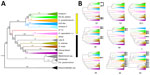 Phylogenetic analyses showing a high genetic diversity of Histoplasma in the Amazon basin, 2006–2017. A) Whole-genome concatenated phylogenetic tree with markers shows the existence of >12 monophyletic groups. Yellow bar, the Latin American clade; black bar, the global clade. The numbers above each bar represent the concordance value. B) The 9 largest supercontigs showing largely consistent topologies. Arrows show lineages with positions that differ from the inferred species tree. The identification numbers of each supercontig are below each graph. 