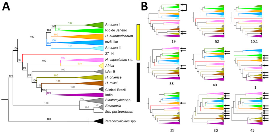 Phylogenetic analyses showing a high genetic diversity of Histoplasma in the Amazon basin, 2006–2017. A) Whole-genome concatenated phylogenetic tree with markers shows the existence of >12 monophyletic groups. Yellow bar, the Latin American clade; black bar, the global clade. The numbers above each bar represent the concordance value. B) The 9 largest supercontigs showing largely consistent topologies. Arrows show lineages with positions that differ from the inferred species tree. The identification numbers of each supercontig are below each graph.