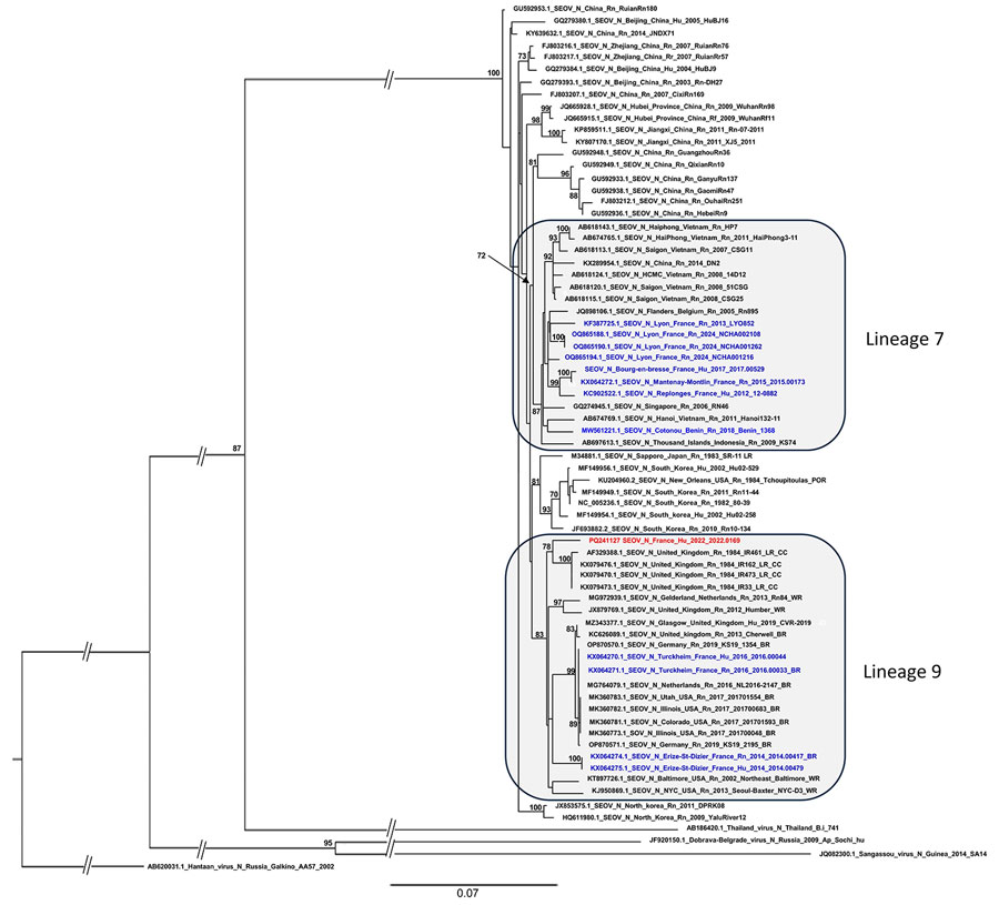 Phylogenetic tree based on the complete coding region (1,290 bp) of the small segment of SEOV strain detected in an infected patient in France, 2022, and representative strains of SEOV and other hantavirus species. The complete segment Bayesian tree was reconstructed using MAFFT version 7.023b (https://mafft.cbrc.jp/alignment/software) and RAxML 8.2 (https://cme.h-its.org/exelixis/web/software/raxml) with the general time-reversible plus gamma distribution substitution model and a rapid bootstrap (i.e., general time-reversible invariable site plus discrete Gamma model, bootstraps = 1,000). The numbers at each node are bootstrap probabilities (>70%) as determined for 1,000 iterations. The SEOV strain Hu_2022_2022.0169 (GenBank accession no. PQ241127) retrieved in this study is indicated in red, whereas other sequences from France and Benin are represented in blue. GenBank accession numbers are provided for reference viruses. Hantaan virus was used as outgroup. Scale bars indicate nucleotide substitutions per site. WR, wild rat; BR, breeder rat (includes feeder and pet rats); LR, laboratory rat; CC, cell culture; Rn, Rattus norvegicus; Rr, R. rattus; Hu, Human; SEOV, Seoul virus; N, nucleoprotein.