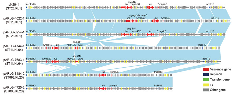 Linear alignment of virulence plasmids in isolates of carbapenem-resistant Klebsiella pneumoniae and hypervirulent K. pneumoniae NTUH-K2044, United States. Arrowheads represent genes; colors indicate gene function classification. Light blue shading represents regions of homology. IS, insertion sequence; KL, capsular locus; ST, sequence type.