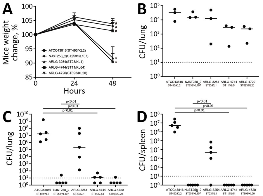 Virulence comparison of 3 selected isolates in study of carbapenem-resistant, virulence plasmid–harboring Klebsiella pneumoniae isolates, United States. Virulence phenotypes were determined in a murine model of K. pneumoniae pneumonia. A) Changes in mouse weight relative to the baseline at 0 h during the course of infection (n = 5). Results represent the mean (dots) + standard deviation (t bars) of the indicated number of samples. Asterisks (*) indicate p<0.05 vs. 24 h; hash marks (#) indicate p<0.05 vs. ATCC43816. B–D) Bacteria recovered from mouse lungs at 2 h (B, n = 3) and 48 h (C, n = 5) postinfection and from spleens at 48 h postinfection (D, n = 5). Individual CFU values (dots) and mean values (horizontal lines) are shown. We used t-tests for all the comparisons. Dashed lines indicate limits of detection. KL, capsular locus; ST, sequence type. 