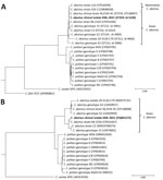 Chlamydial phylogeny of isolates from a patient with community-acquired pneumonia caused by avian Chlamydia abortus, the Netherlands, and reference sequences. Chlamydial phylogenetic trees were constructed by using concatenated MLST gatA, oppA, hflX, gidA, enoA, hemN, and fumC gene sequences (A) or by using plasmid II xerC gene sequences (B) of clinical isolate KML-2021 (bold; PubMLST sequence type 359; id-5228, https://pubmlst.org) and reference Chlamydia isolates (GenBank accession no. or PubMLST id shown) that were aligned and analyzed in MEGA11 (https://www.megasoftware.net). The phylogenetic tree was constructed by using maximum-likelihood approximation with FastTree v2.1.11 (https://kbase.us/applist/apps/kb_fasttree/run_FastTree/release) and rooted with C. felis (FE/C) or C. caviae (GPIC reference strains). Scale bar indicates nucleotide substitutions per 100 sites. id, identification; MLST, multilocus sequence typing.