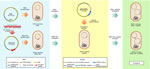 Schematic representation of R69c and R69c-FEC conjugation in Escherichia coli DH5-α recipient carrying the pKpQIL plasmids R69c and R69c-FEC and pKpQIL major features in study of cefiderocol resistance conferred by plasmid-located ferric citrate transport system in Klebsiella pneumoniae carbapenemase–producing K. pneumoniae. The left panel (blue) represents construction of the R69c and R69c-FEC donor vectors, both introduced by transformation in E. coli DH5-α chemically competent cells. The central panel (yellow) shows the pKpQIL transformation of E. coli DH5-α chemically competent cells with different pKpQIL natural plasmids extracted from K. pneumoniae strains. The right panel (green) represents the exconjugant pairs obtained by conjugation of the R69c vectors into the recipients carrying the different pKpQIL plasmids. FEC, ferric citrate transport system.