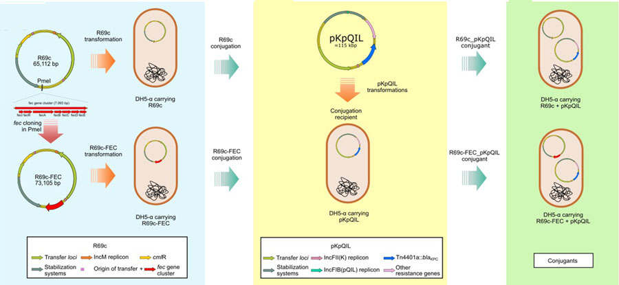 Schematic representation of R69c and R69c-FEC conjugation in Escherichia coli DH5-α recipient carrying the pKpQIL plasmids R69c and R69c-FEC and pKpQIL major features in study of cefiderocol resistance conferred by plasmid-located ferric citrate transport system in Klebsiella pneumoniae carbapenemase–producing K. pneumoniae. The left panel (blue) represents construction of the R69c and R69c-FEC donor vectors, both introduced by transformation in E. coli DH5-α chemically competent cells. The central panel (yellow) shows the pKpQIL transformation of E. coli DH5-α chemically competent cells with different pKpQIL natural plasmids extracted from K. pneumoniae strains. The right panel (green) represents the exconjugant pairs obtained by conjugation of the R69c vectors into the recipients carrying the different pKpQIL plasmids. FEC, ferric citrate transport system.