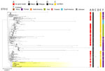 Phylogenetic analysis of Klebsiella pneumoniae ST512 based on core-genome alignment of 510 K. pneumoniae ST512 isolates. The tree is midpoint rooted, and the scale bar represents the number of substitutions per site. The presence of the fec operon is indicated in red; blaKPC, blaVIM, and blaNDM genes in black; and the FIB(K) replicon in orange. Yellow shading indicates genomes sequenced in this study or our previous studies (Appendix 1, Table 1). The best-fit model was selected by ModelFinder (34). The tree was visualized with Microreact (https://microreact.org) and adjusted by using the InkScape software (https://www.inkscape.org). ST, sequence type.