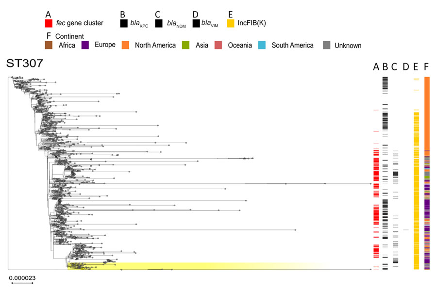 Phylogenetic analysis based on core-genome alignments of 1,516 Klebsiella pneumoniae ST307 isolates in study of cefiderocol resistance conferred by plasmid-located ferric citrate transport system in K. pneumoniae carbapenemase–producing K. pneumoniae. The trees are midpoint rooted, and the scale bar represents the number of substitutions per site. The presence of the fec operon is indicated in red; blaKPC, blaVIM, and blaNDM genes in black; and the FIB(K) replicon in orange. Yellow shading indicates genomes sequenced in this study or our previous studies (Appendix 1, Table 1). The best-fit model was selected by ModelFinder (34). The trees were visualized with Microreact (https://microreact.org) and adjusted by using the InkScape software (https://www.inkscape.org). ST, sequence type.