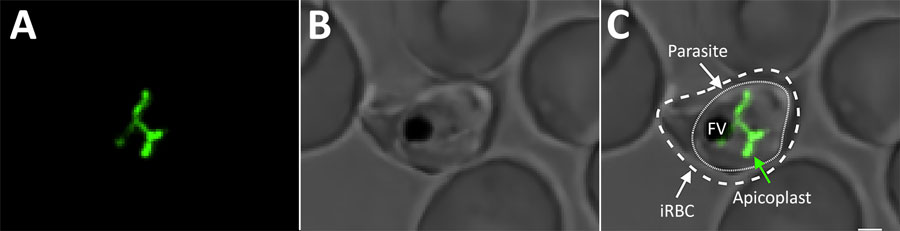 Visualization of the apicoplast organelle inside a malaria parasite. Microscopy image of a Plasmodium falciparum transgenic parasite expressing a green fluorescent protein (GFP) fused to a transit peptide, which marks the apicoplast. A) Apicoplast visualized through targeted GFP; B) bright field showing P. falciparum parasite in human RBC; C) merged image of GFP and bright field. Outer dashed line depicts the membrane of the iRBC. Inner dashed line depicts the cell membrane of the intraerythrocytic parasite. The intricate green structure is the apicoplast in its elongated phase during the last hours of the intraerythrocytic cell cycle. FV appears as a black sac-like structure. Image taken using a confocal microscope; scale bar indicates 1.25 µm. FV, food vacuole; iRBC, infected red blood cell.
